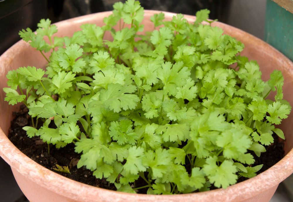 Cilantro Grow In Large Pot