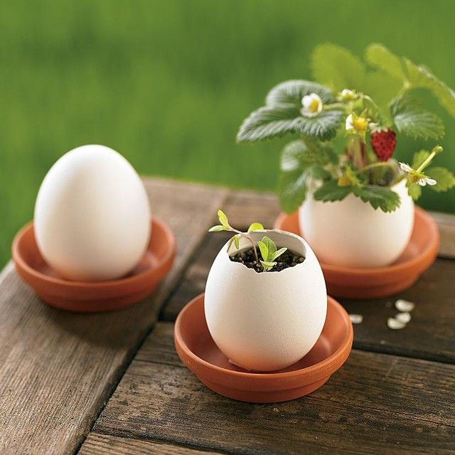 Creative Grow Herbs In Eggs