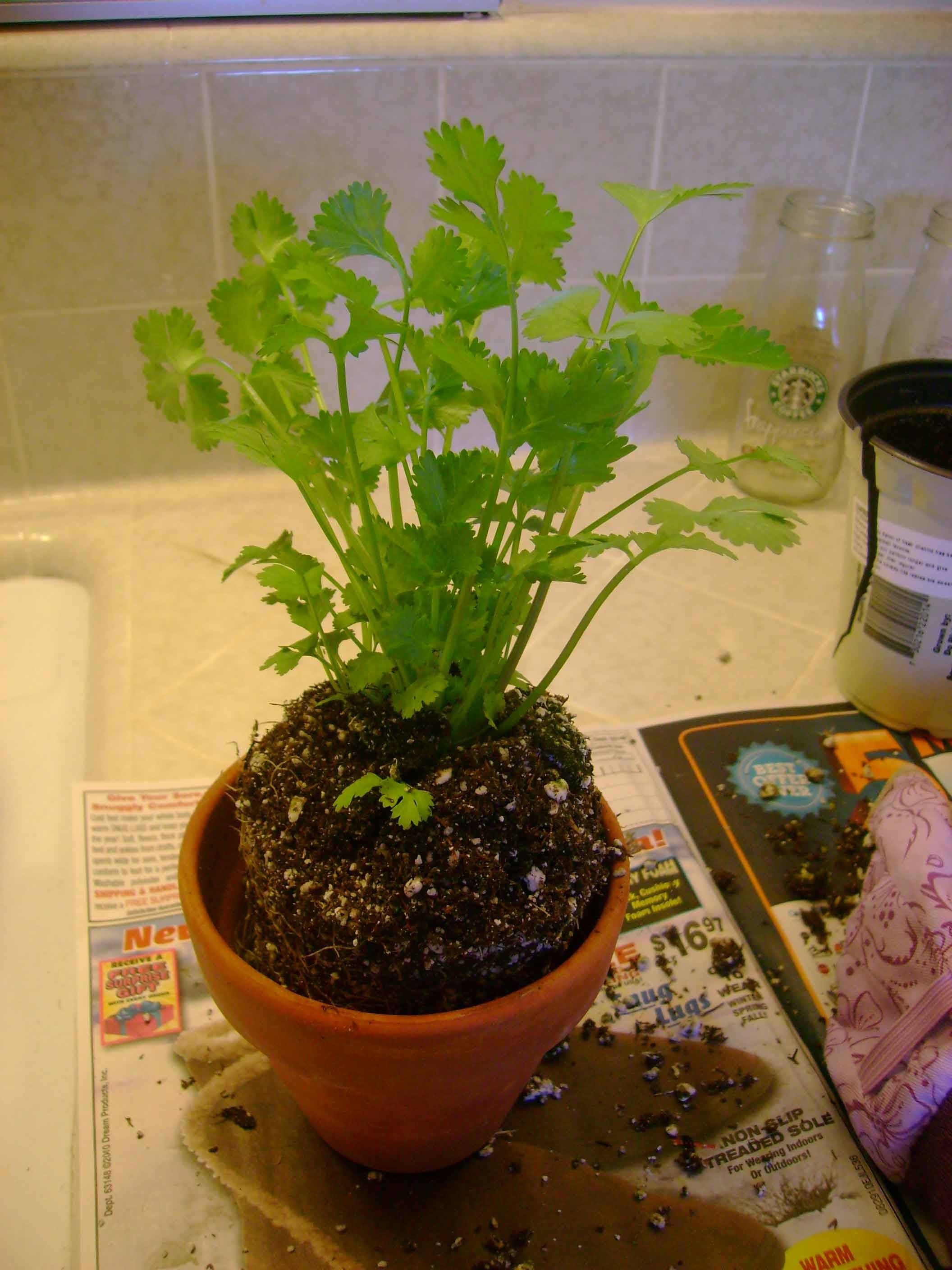 Easy Way To Grow Cilantro In Pot