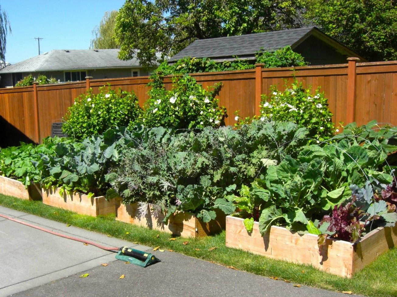 Fertilizing Vegetable Gardening In A Raised Bed