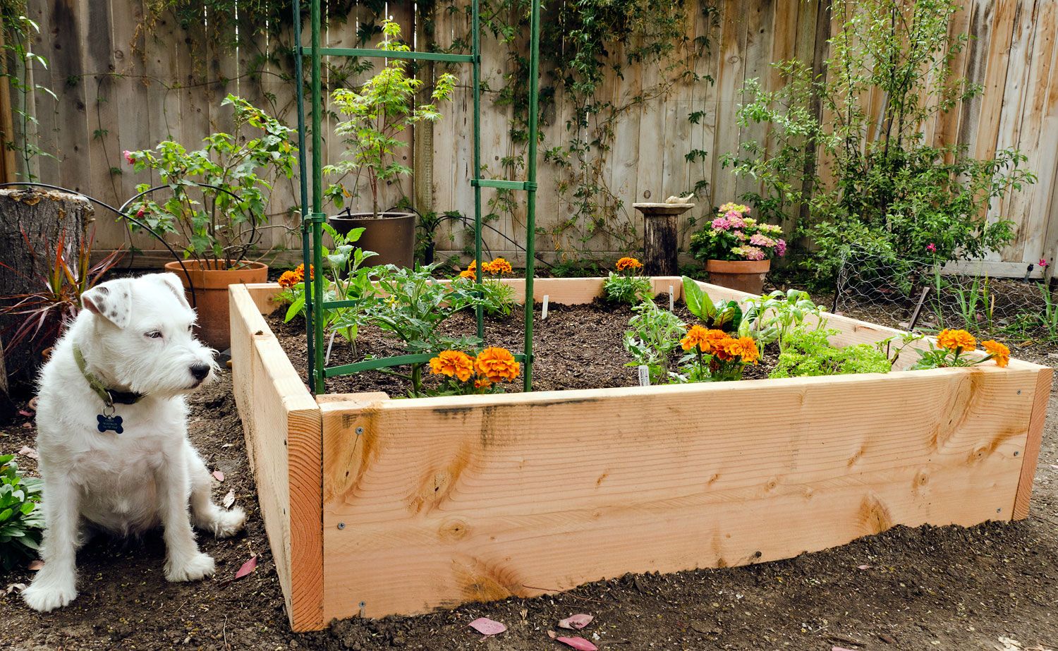 Types Vegetable Gardening In A Raised Bed