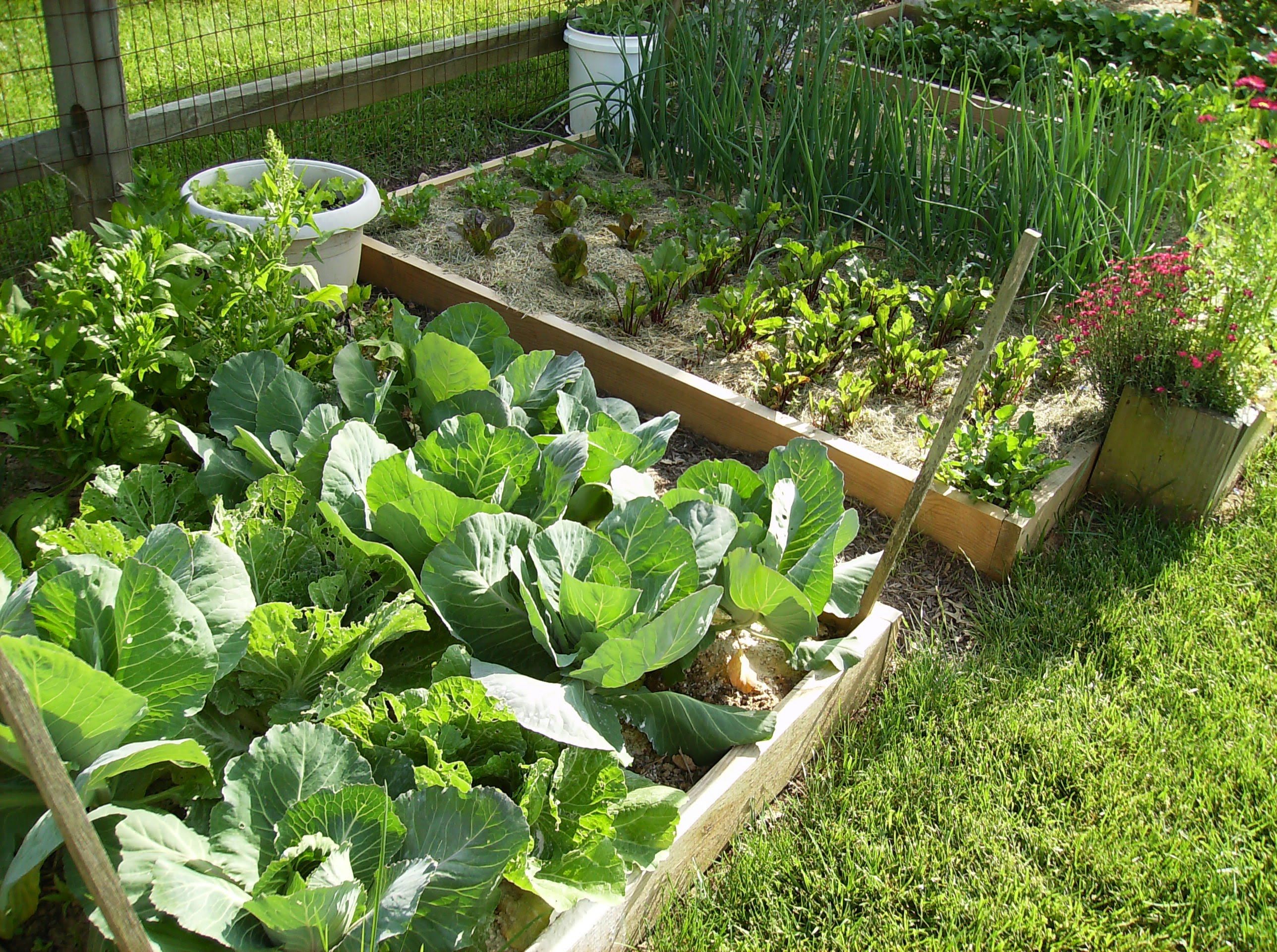 Watering Vegetable Gardening In A Raised Bed
