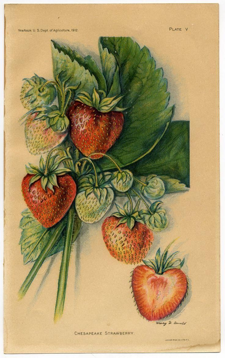 105 Best Decor Images On Pinterest | Botanical Prints, Botanical Pertaining To Botanical Prints Etsy (Photo 3 of 20)