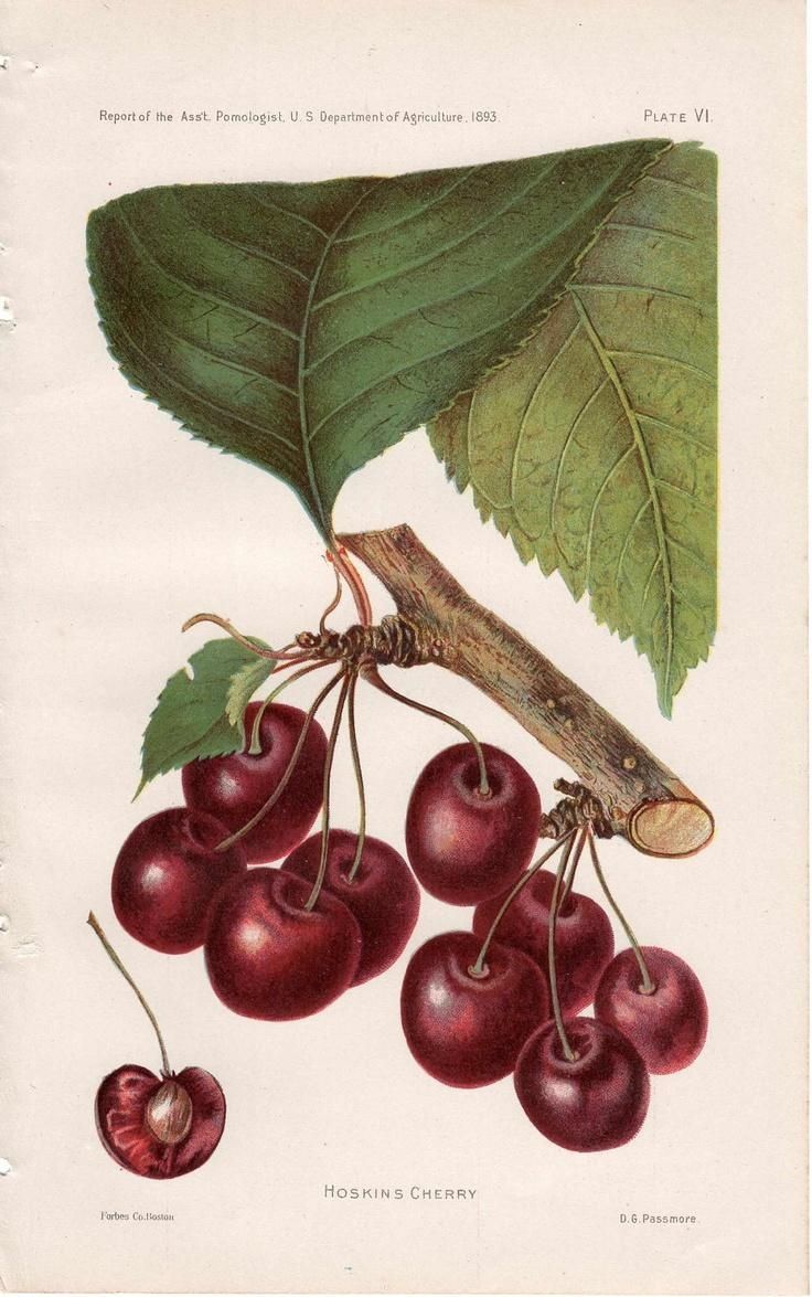47 Best Botanical Prints ~ Sonoma Aperitif Images On Pinterest In Botanical Prints Etsy (Photo 13 of 20)