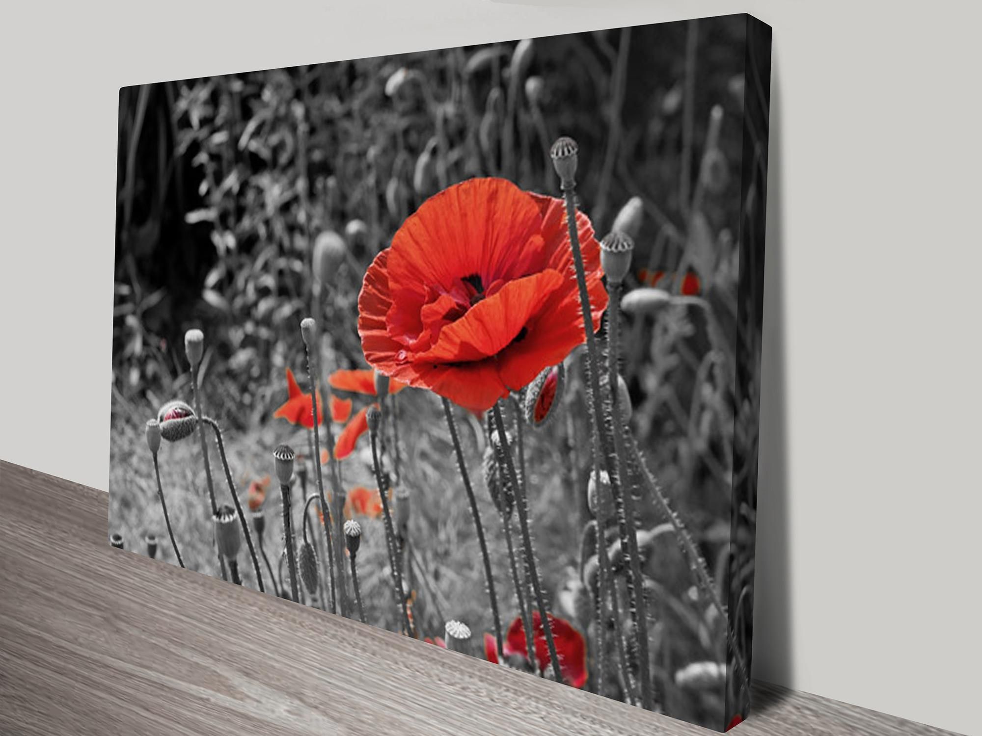Colour Splash Canvas Prints Australia Pertaining To Red Poppy Canvas Wall Art (View 2 of 20)