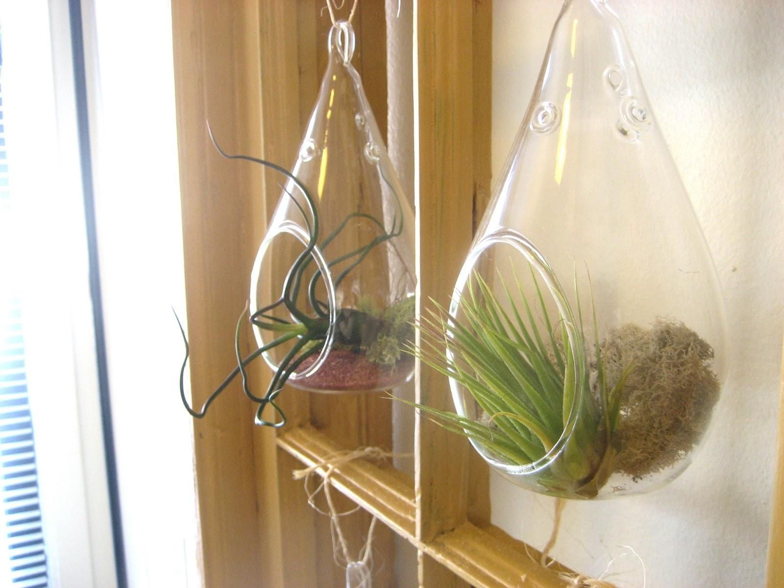 Chuck Does Art: Diy Hanging Window Frame Tillandsia (air Plant For Air Plant Wall Art (View 9 of 20)