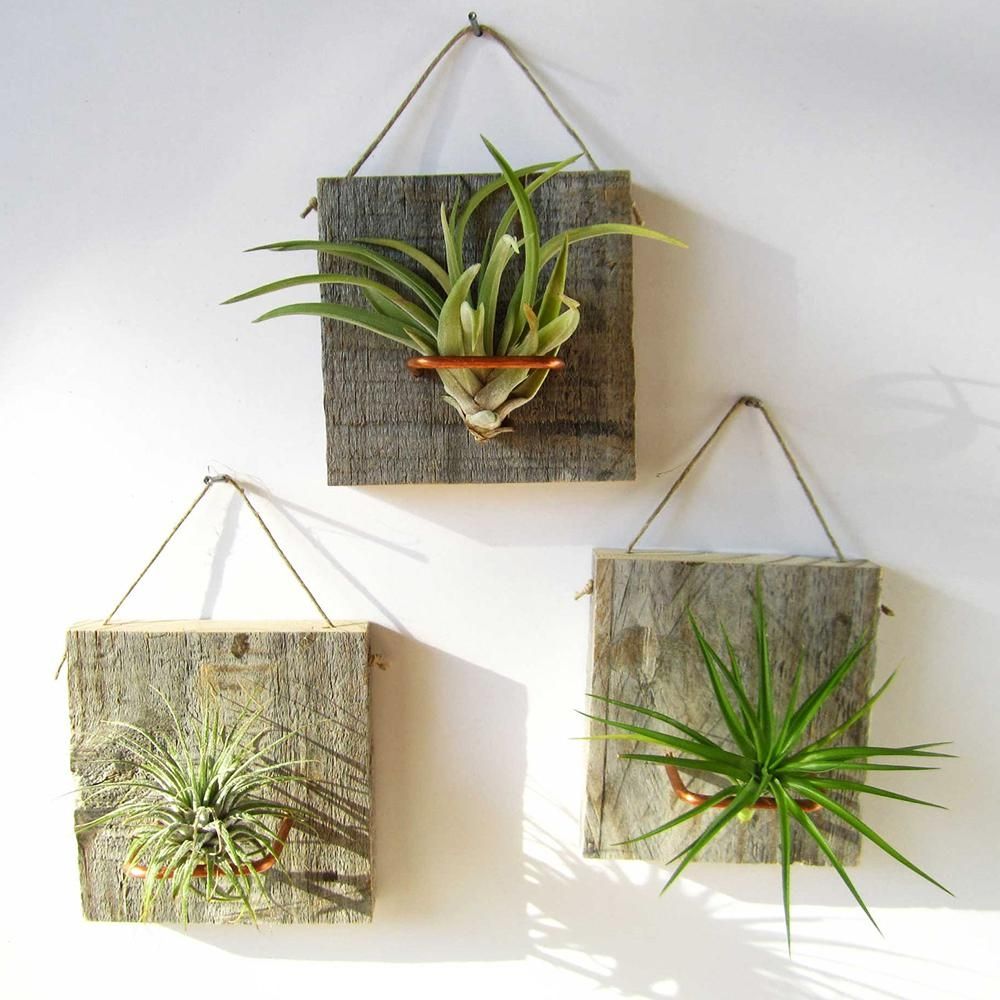Featured Photo of  Best 20+ of Air Plant Wall Art