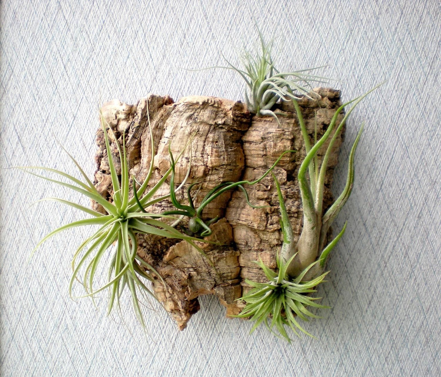 Download Air Plant Wall | Solidaria Garden With Regard To Air Plant Wall Art (Photo 3 of 20)