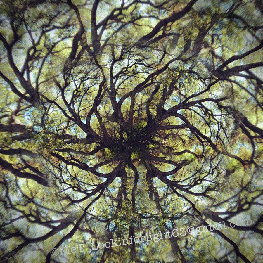 Mandala Tree Photo Live Oak Tree Art Surreal Tree Photo With Regard To Live Oak Tree Wall Art (Photo 1 of 20)