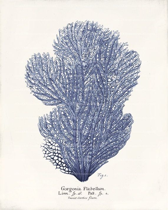Home Page | Prints, Illustrations And Watercolor Throughout Framed Coral Art Prints (View 14 of 15)