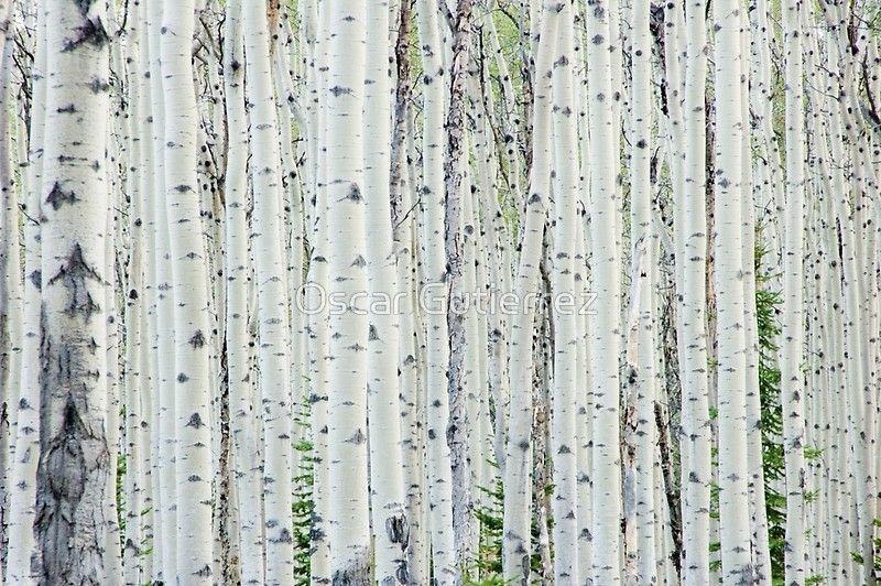 White Birch Tree Forest" Canvas Printsoscar Gutierrez | Redbubble In Birch Trees Canvas Wall Art (Photo 11 of 15)