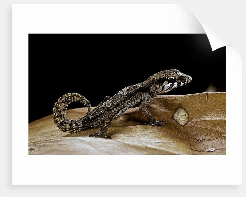 Paroedura Androyensis (grandidier's Madagasoer Ground Gecko) Posters Inside Gecko Canvas Wall Art (Photo 20 of 20)
