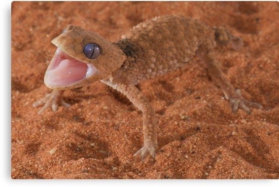 Prickly Knob Tailed Gecko" Canvas Printsstewart Macdonald Intended For Gecko Canvas Wall Art (Photo 12 of 20)