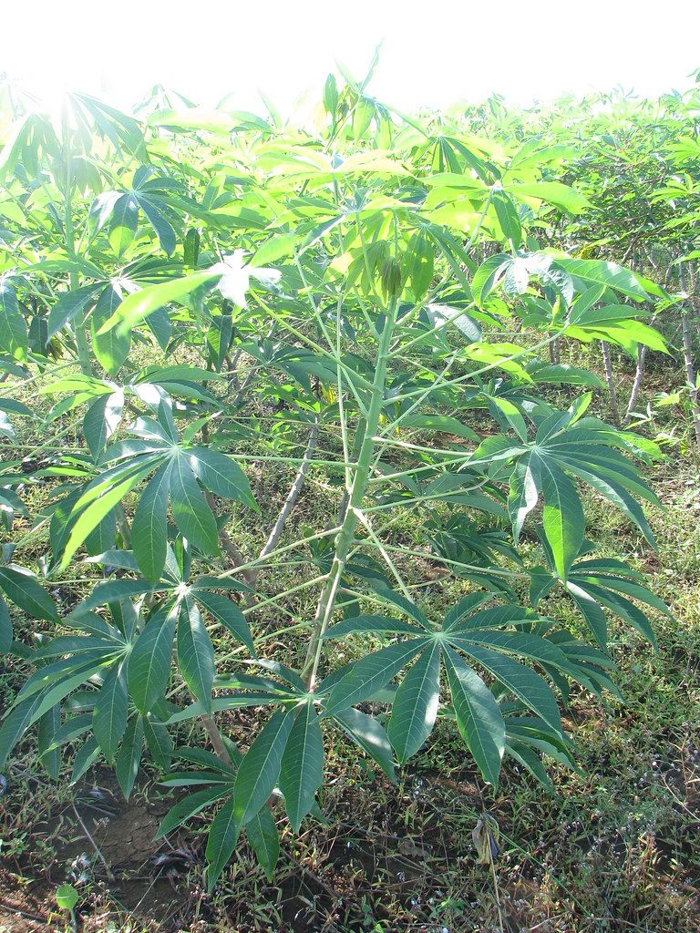 A Beautiful Cassava Plant | Agro2 Cassava | Flickr Pertaining To Cassava Wall Art (View 7 of 15)