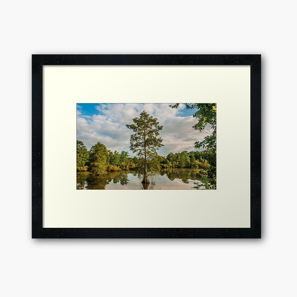 "Bald Cypress In The Morning" Framed Art Printsherryvsmith | Redbubble With Cypress Wall Art (View 8 of 15)