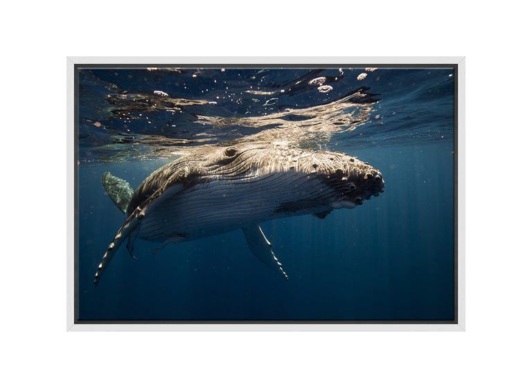 Buy Humpback Whale | Canvas Wall Art Print Online Australia | Final Inside Humpback Whale Wall Art (View 11 of 15)