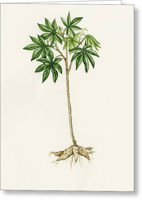Cassava (Manihot Esculenta) Photographlizzie Harper Regarding Cassava Wall Art (View 8 of 15)
