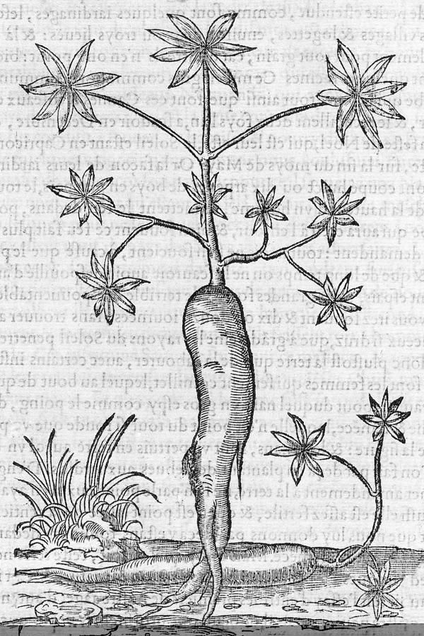 Cassava Plant, 16Th Century Photographscience Photo Library Regarding Cassava Wall Art (View 2 of 15)