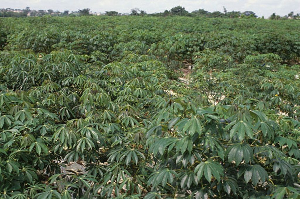 Cassava Plants In Cassava Field | Healthy Cassava Plants In … | Flickr Throughout Cassava Wall Art (View 13 of 15)