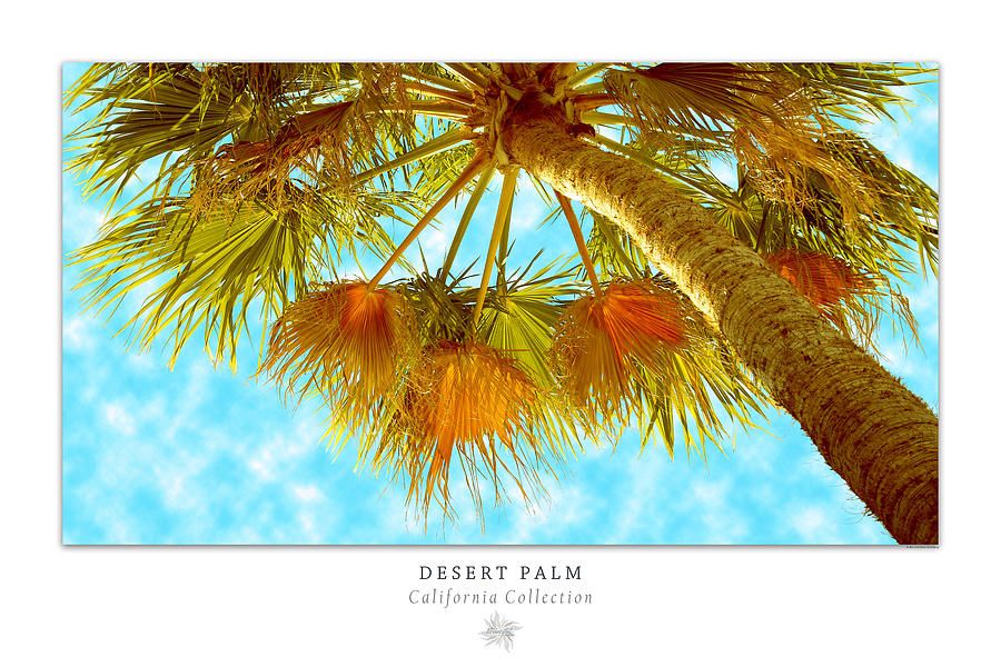 Desert Palm Art Poster – California Collection Photographben And Inside Desert Palms Wall Art (View 15 of 15)