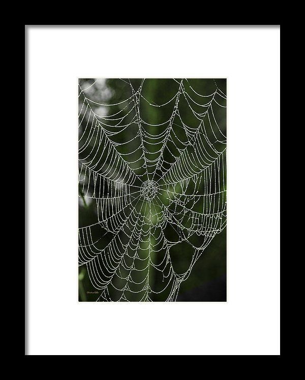 Dewy Spider Web Framed Printchristina Rollo (View 13 of 15)