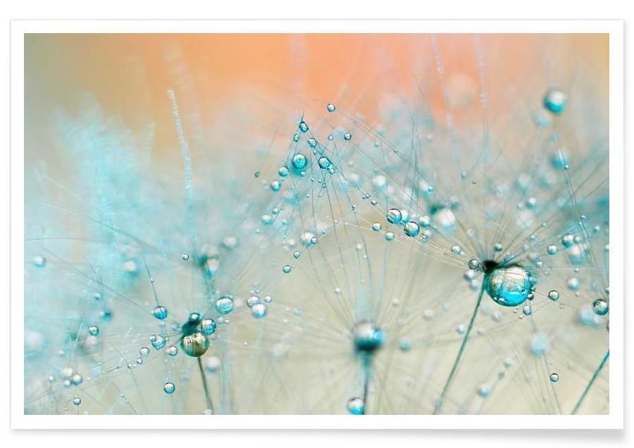 Droplets Of Aqua Poster | Dandelion Wall Art, Shop Wall Art, Floral Poster Within Droplet Wall Art (View 15 of 15)