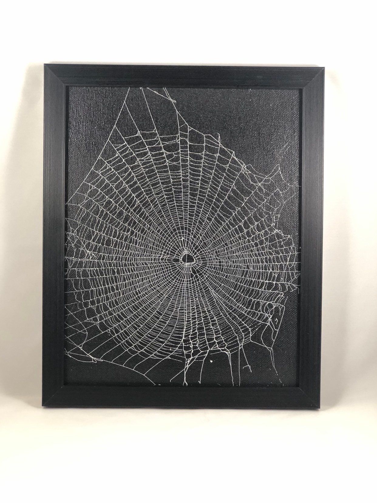 Genuine Preserved Spider Web, Framed Spider Web, Real Spider Web Home Throughout Web Wall Art (View 9 of 15)