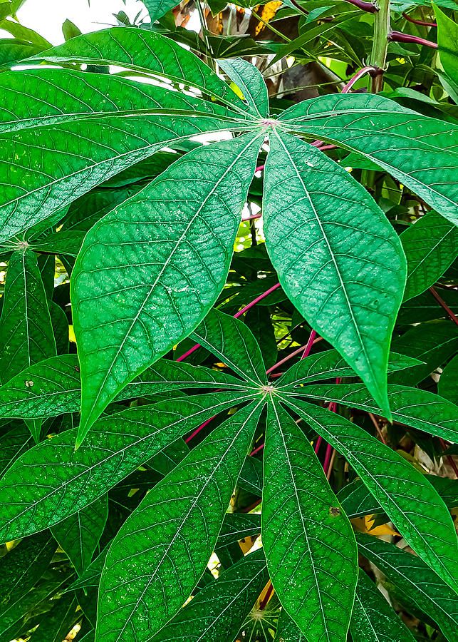Green Cassava Plant Photographpetal Phillip With Cassava Wall Art (View 14 of 15)