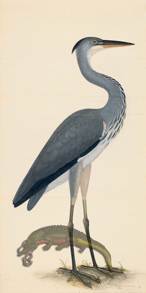 Grey Heron  (View 7 of 15)