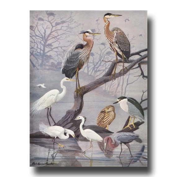Heron Print Bird Wall Art Vintage Bird Illustration Antique Regarding Heron Bird Wall Art (View 12 of 15)