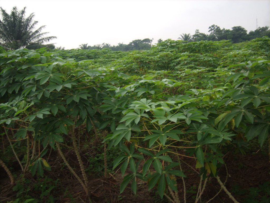 Improved Cassava Plants In A Field | Improved Cassava Plants… | Flickr Throughout Cassava Wall Art (View 10 of 15)