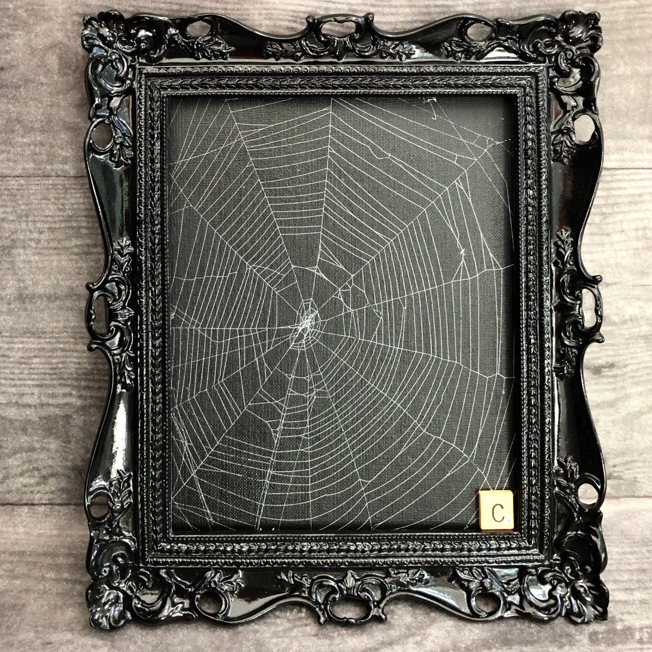 Real Spider Web, Preserved Spider Web, Framed Spider Web, Spider Web Pertaining To Web Wall Art (View 1 of 15)