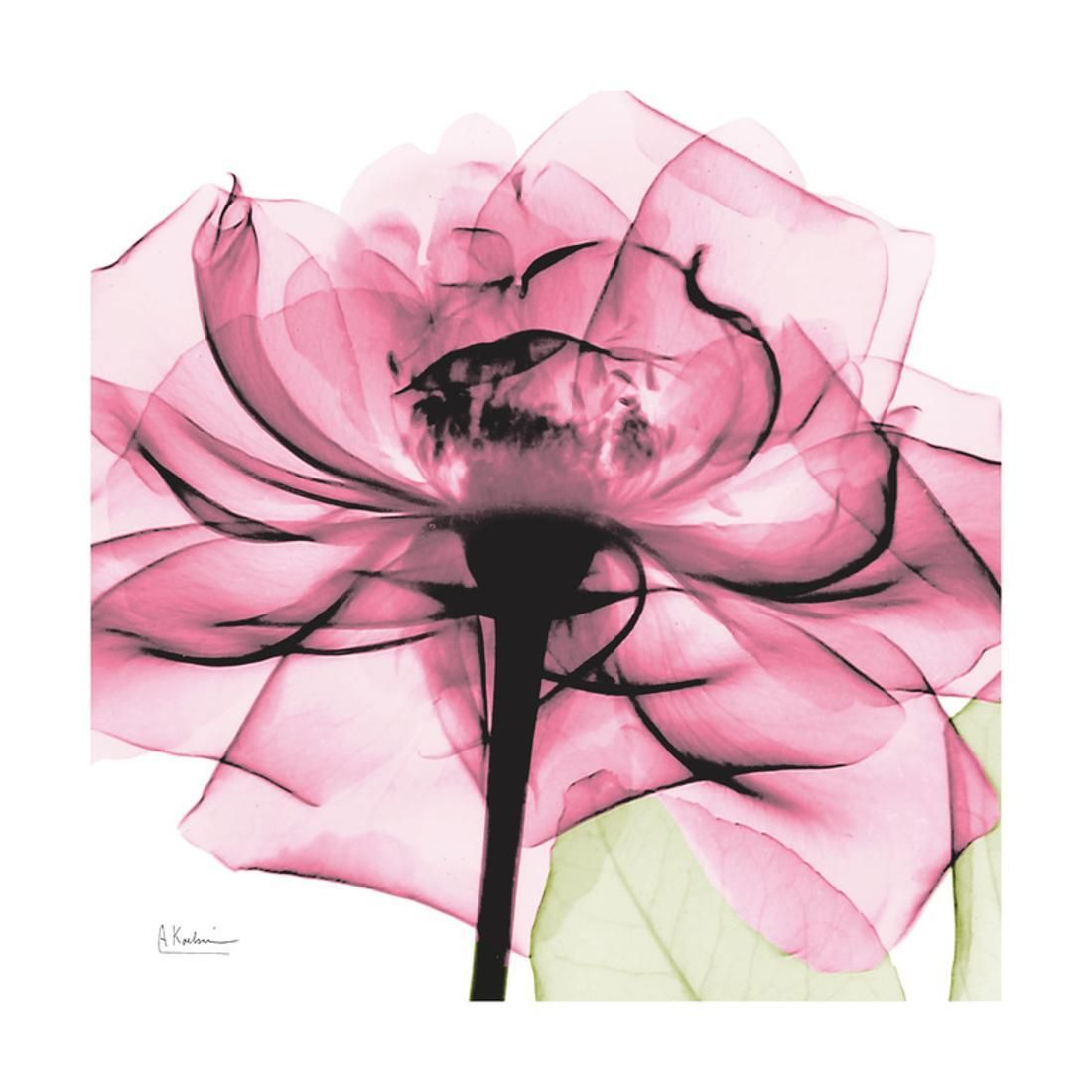 Rose Pink Pink Flower X Ray Photo Print Wall Artalbert Koetsier For Crestview Bloom Wall Art (View 2 of 15)