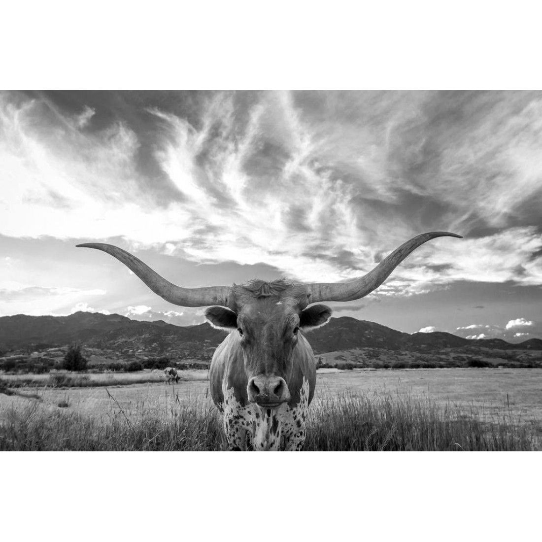 Texas Longhorn Bull Standing In Pasture Wall Decor Art Poster With Long Horn Wall Art (View 4 of 15)