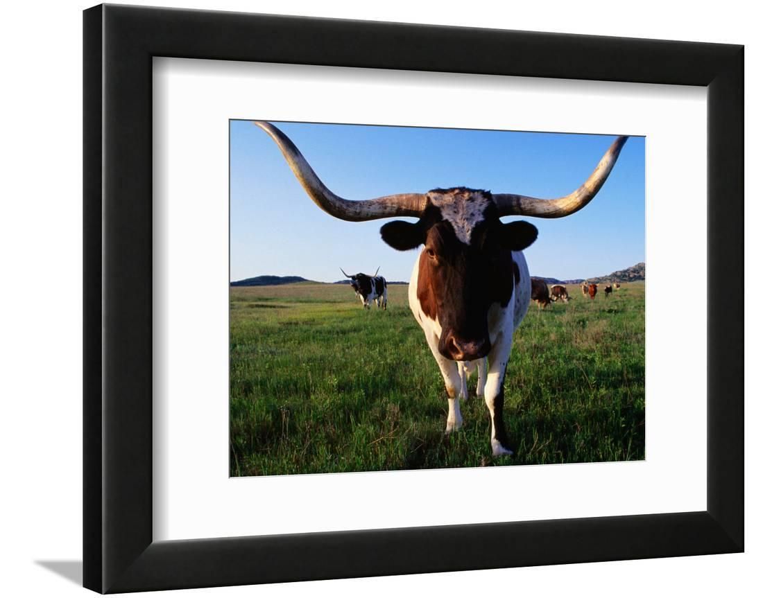 Texas Longhorn Cattle Framed Print Wall Artjohn Elk Iii – Walmart Inside Long Horn Wall Art (View 8 of 15)