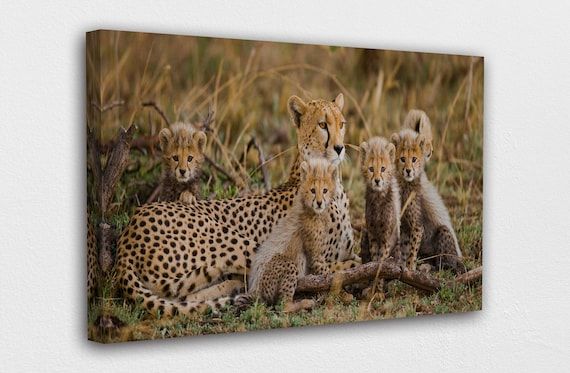 African Safari Cheetah Canvas Wall Art Design Décor – Etsy France Within Cheetah Wall Art (View 6 of 15)