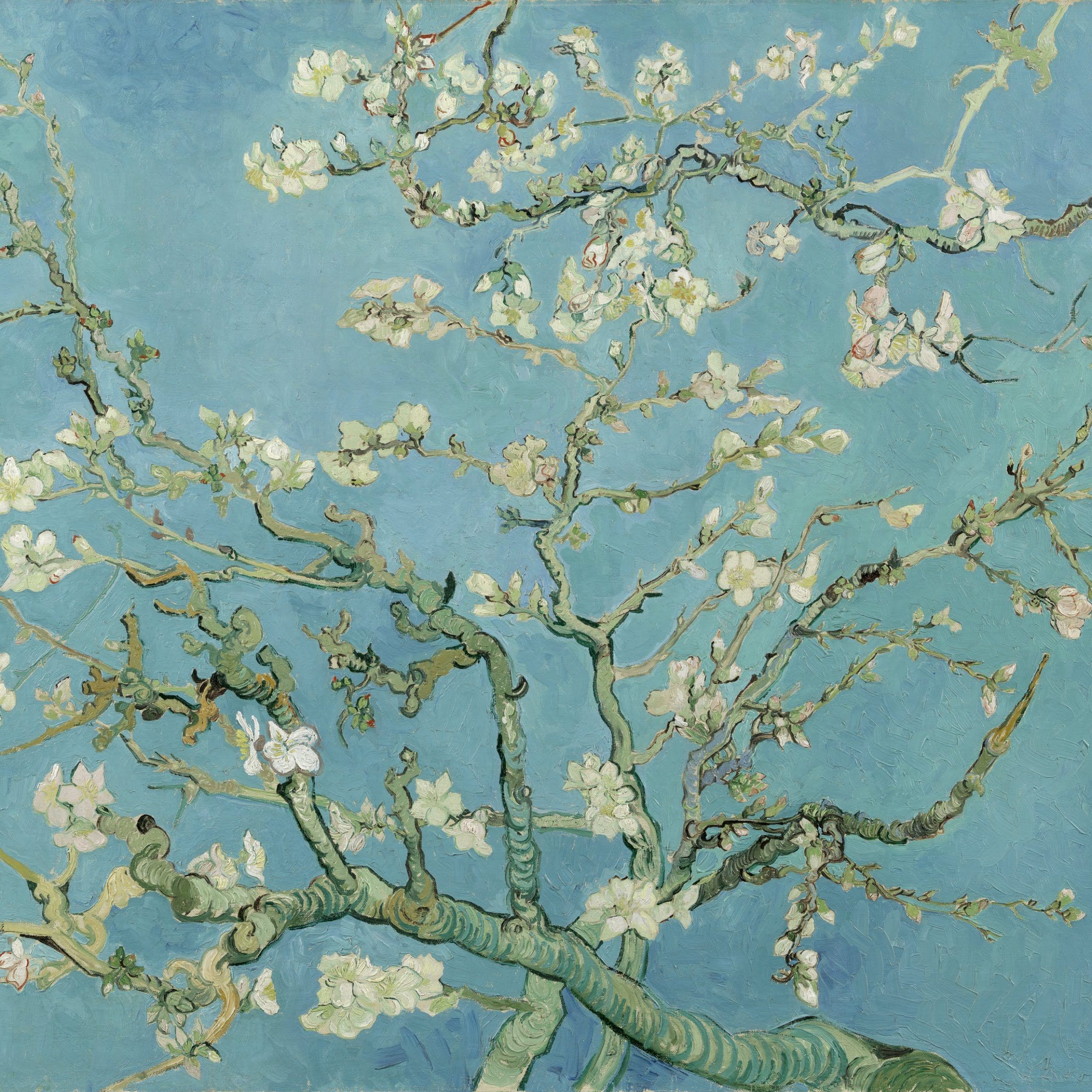 Almond Blossoms – Wikipedia Regarding Almond Blossoms Wall Art (View 1 of 15)