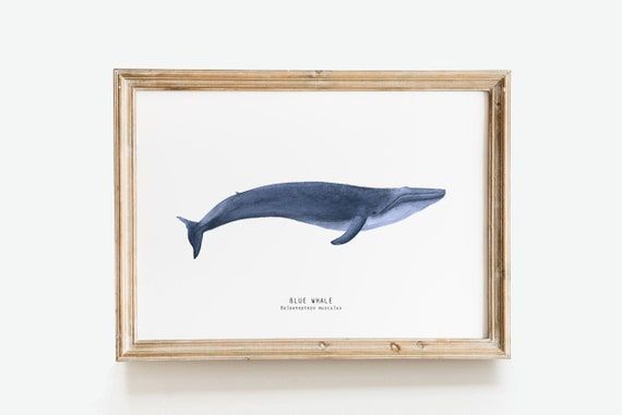 Blue Whale Wall Art / Whale Wall Decor / Blue Whale Fine Art / – Etsy Italia Regarding Whale Wall Art (View 3 of 15)