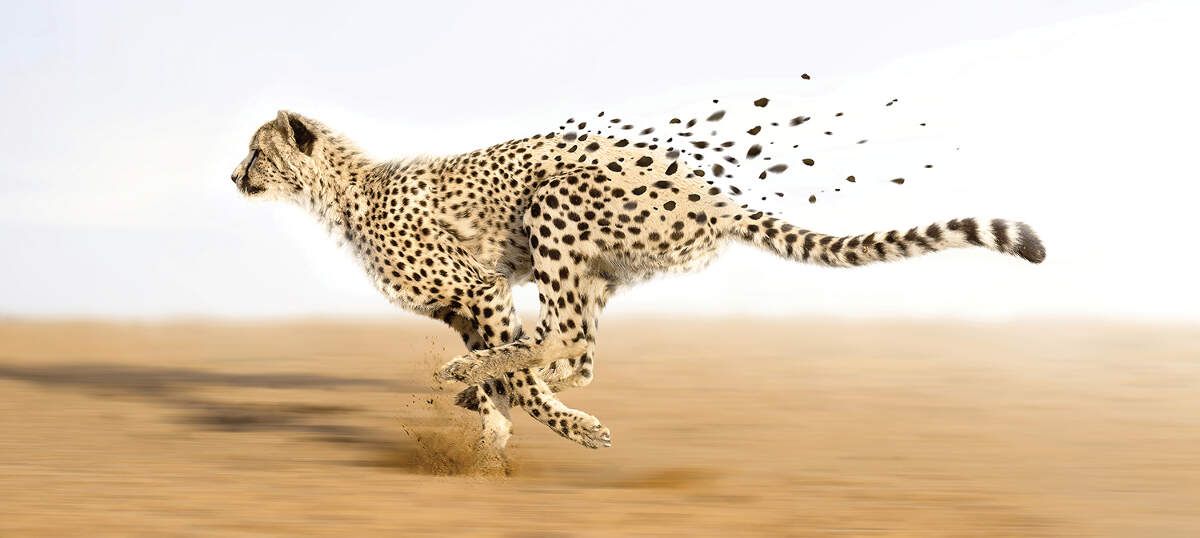 Cheetah Art: Canvas Prints & Wall Art | Icanvas Inside Cheetah Wall Art (View 12 of 15)