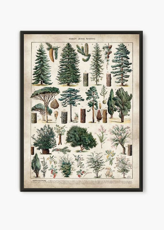 Forest Poster Larousse Forest Wall Art Pine Tree Art Prints – Etsy Italia In Pine Forest Wall Art (View 2 of 15)