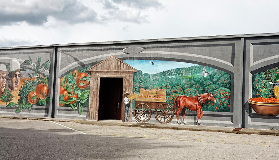Orange Grove Mural Photographsally Weigand – Fine Art America With Orange Grove Wall Art (View 11 of 15)