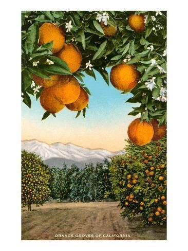 Orange Grove With Mountains In Background' Art Print | Art | Orange  Grove, Orange, Orange Tree With Orange Grove Wall Art (View 8 of 15)