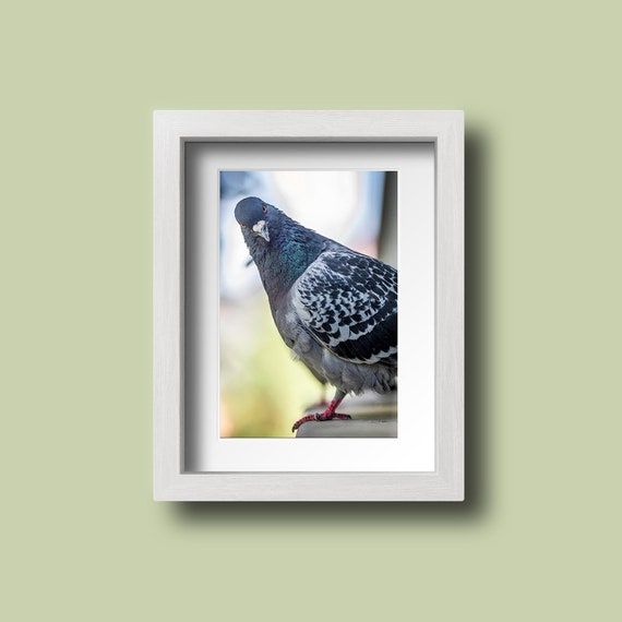 Pigeon Art Print Pigeon Photo Pigeon Wall Art Bird Decor – Etsy France Inside Pigeon Wall Art (View 5 of 15)
