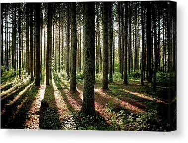 Pine Tree Canvas Prints & Wall Art Pertaining To Pine Forest Wall Art (View 9 of 15)