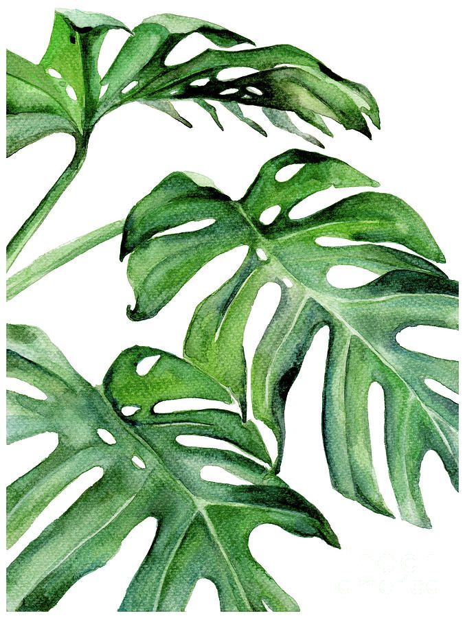 Tropical Leaf Iii Paintingpdfdecor Wall Art – Fine Art America With Tropical Leaves Wall Art (View 4 of 15)