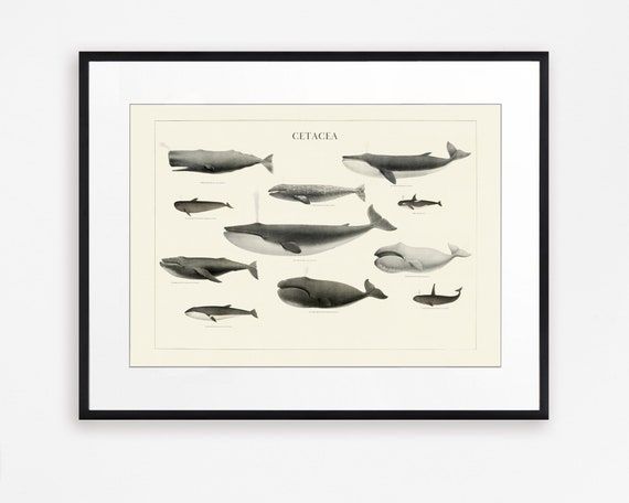 Vintage Whales Print Bathroom Wall Art Whales Wall Art Blue – Etsy Italia Intended For Whale Wall Art (View 11 of 15)