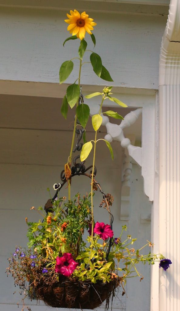Sunflower In A Hanging Basket – Bedlam Farm Within Hanging Sunflower (View 5 of 15)