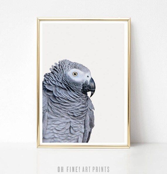 Tropical Wall Art African Grey Parrot Print Tropical Bird – Etsy France With Regard To Parrot Tropical Wall Art (View 5 of 15)
