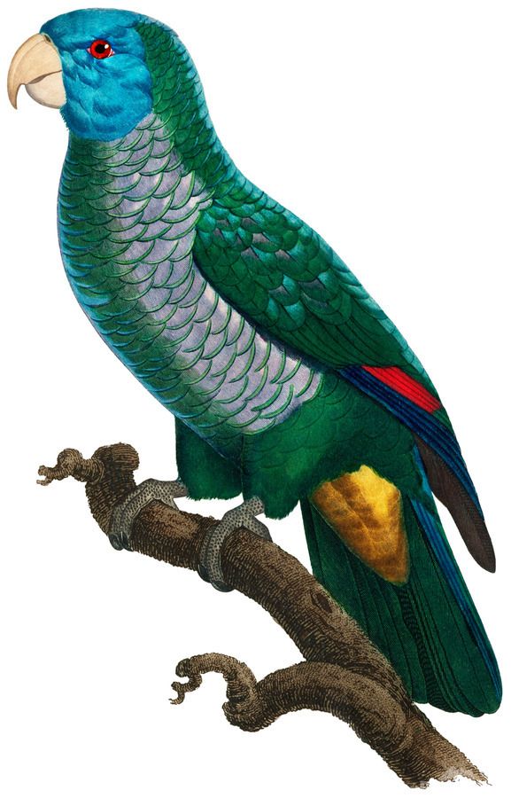 Yellow And Green Parrot Art Print Digital Download Vintage French Bird  Illustration Printable Coastal Tropical Wall Art – Ahmed Nasri Regarding Parrot Tropical Wall Art (View 4 of 15)