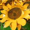 Metal Sunflower Yard Art (Photo 10 of 20)